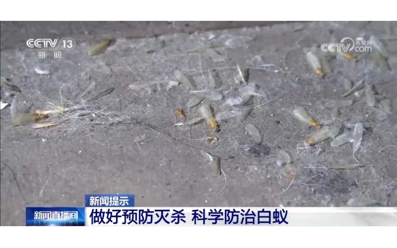 家白蟻進(jìn)入繁殖活躍期 如何預(yù)防滅殺白蟻？這份建議請(qǐng)收好